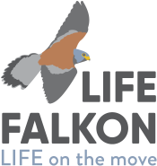 Life Falkon